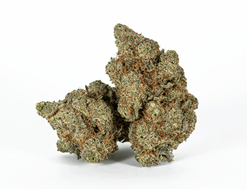 AK 47 Strain
