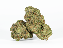 Black Tuna Strain