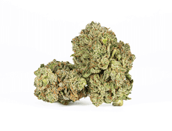 BC Legacy - Triangle Octane Strain