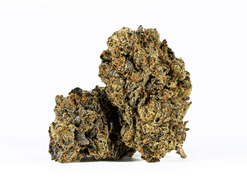 Black Afghani Strain