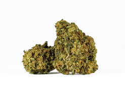Astral Herbs – Sour Tangie