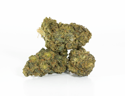 Early Bird Strain