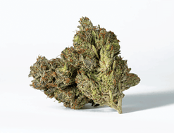 BC Legacy - Ghost Ship Strain