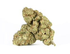 Extreme Cream Strain