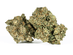 Purple Kush Strain