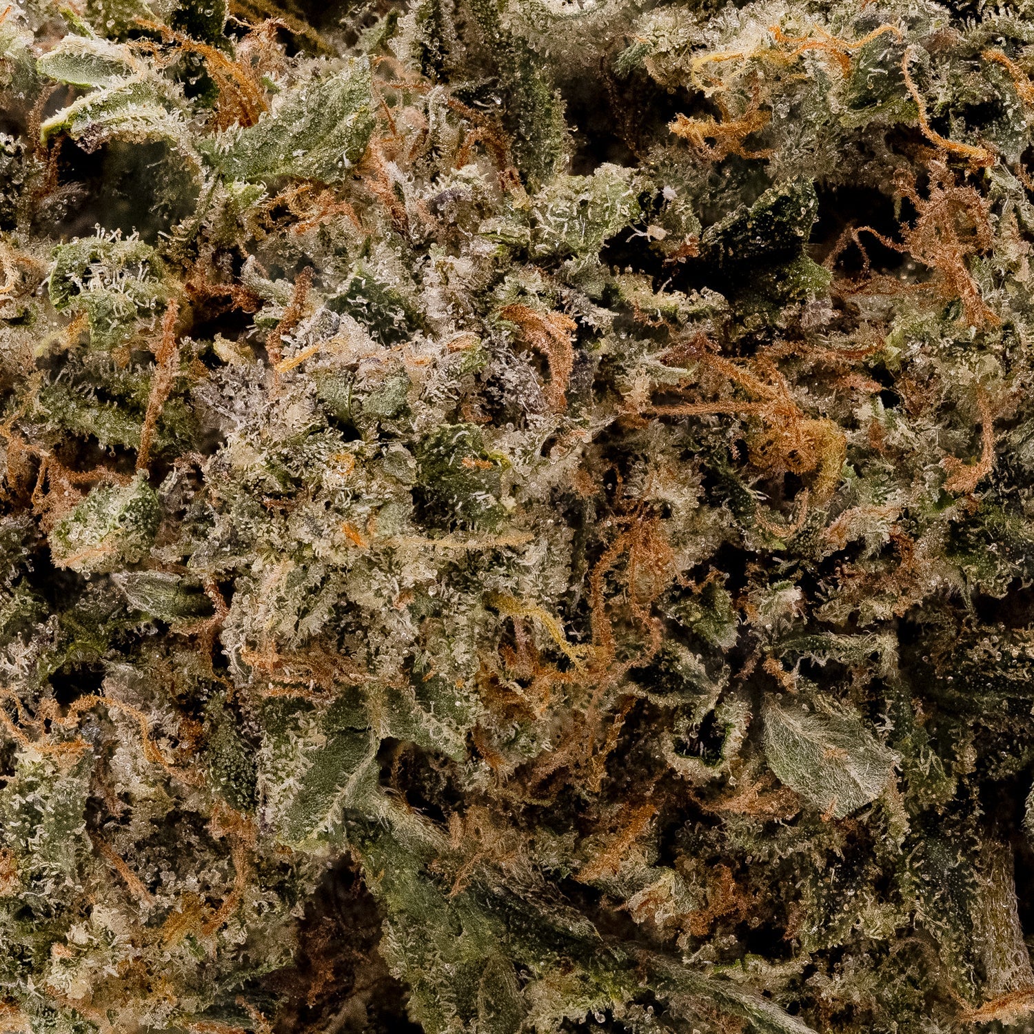 DosiPunch-LuckyFarms-05
