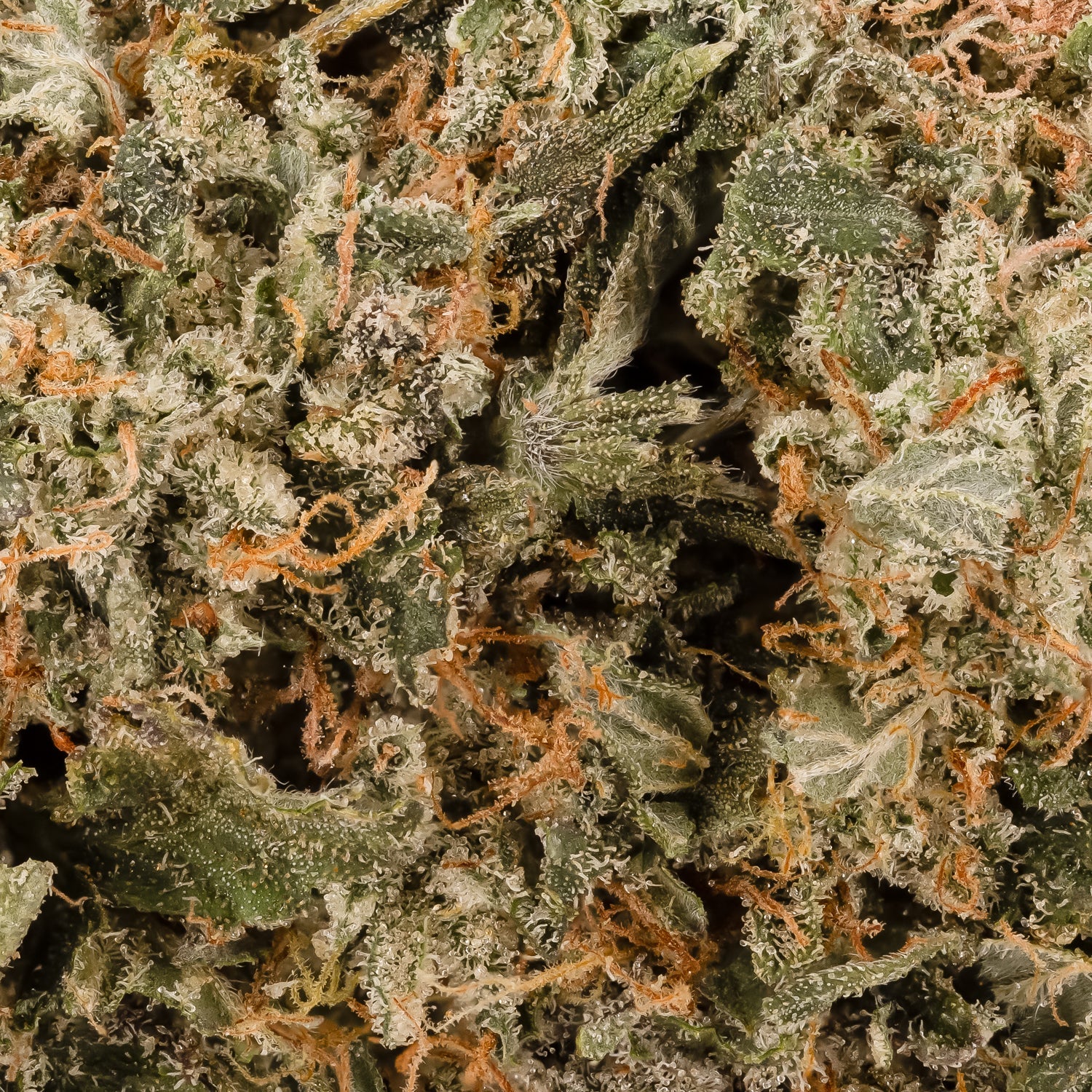 DosiPunch-LuckyFarms-06