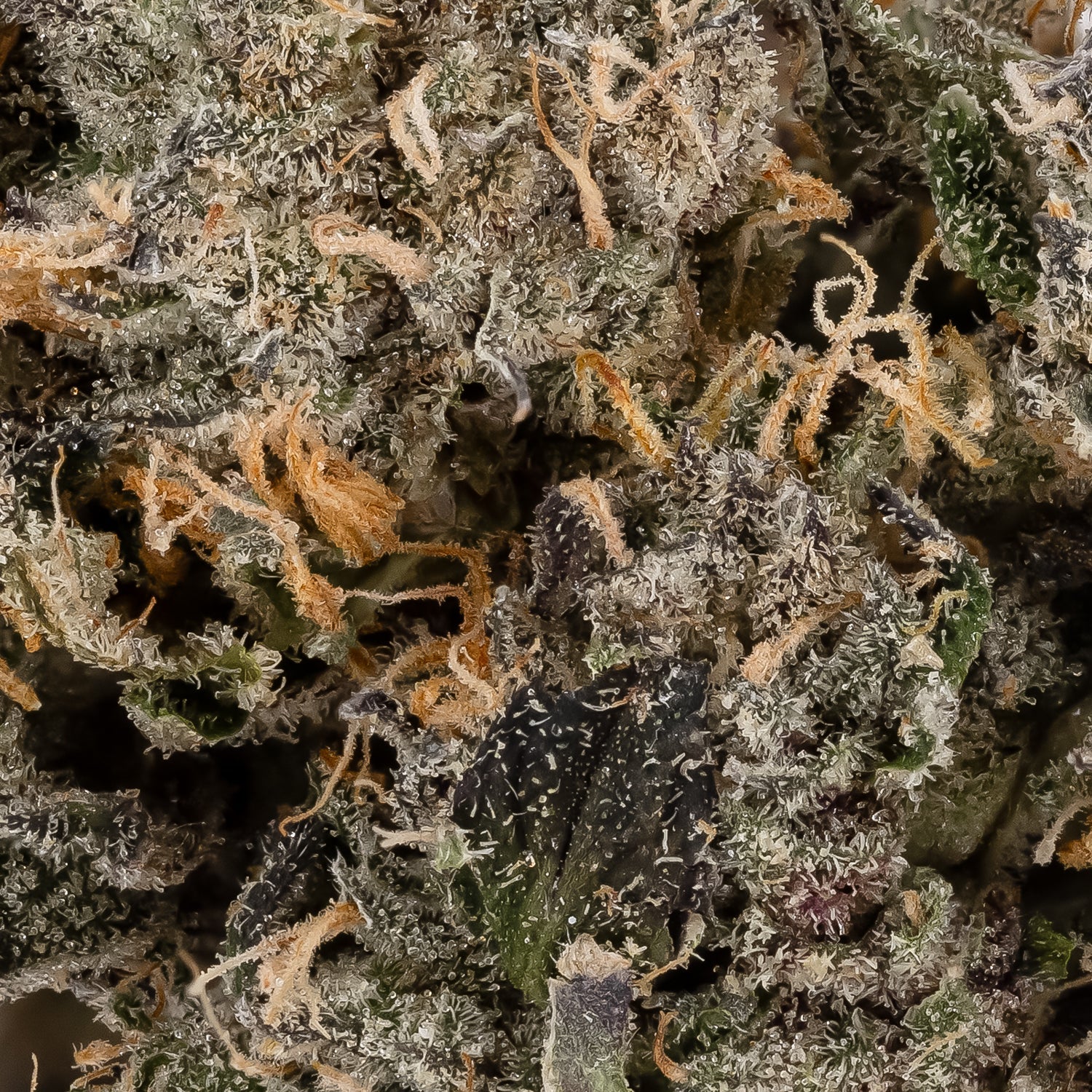 CerealPunch-Superdank-03