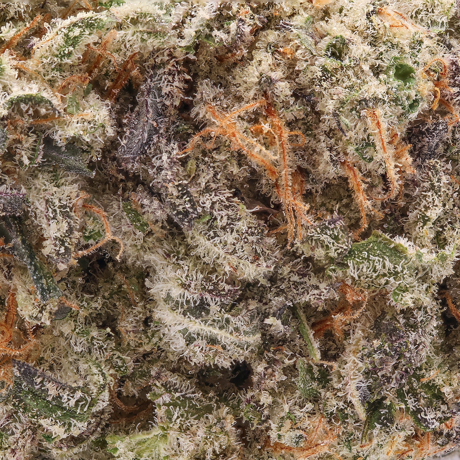 DollarTreez-Sugar-Cookies-05