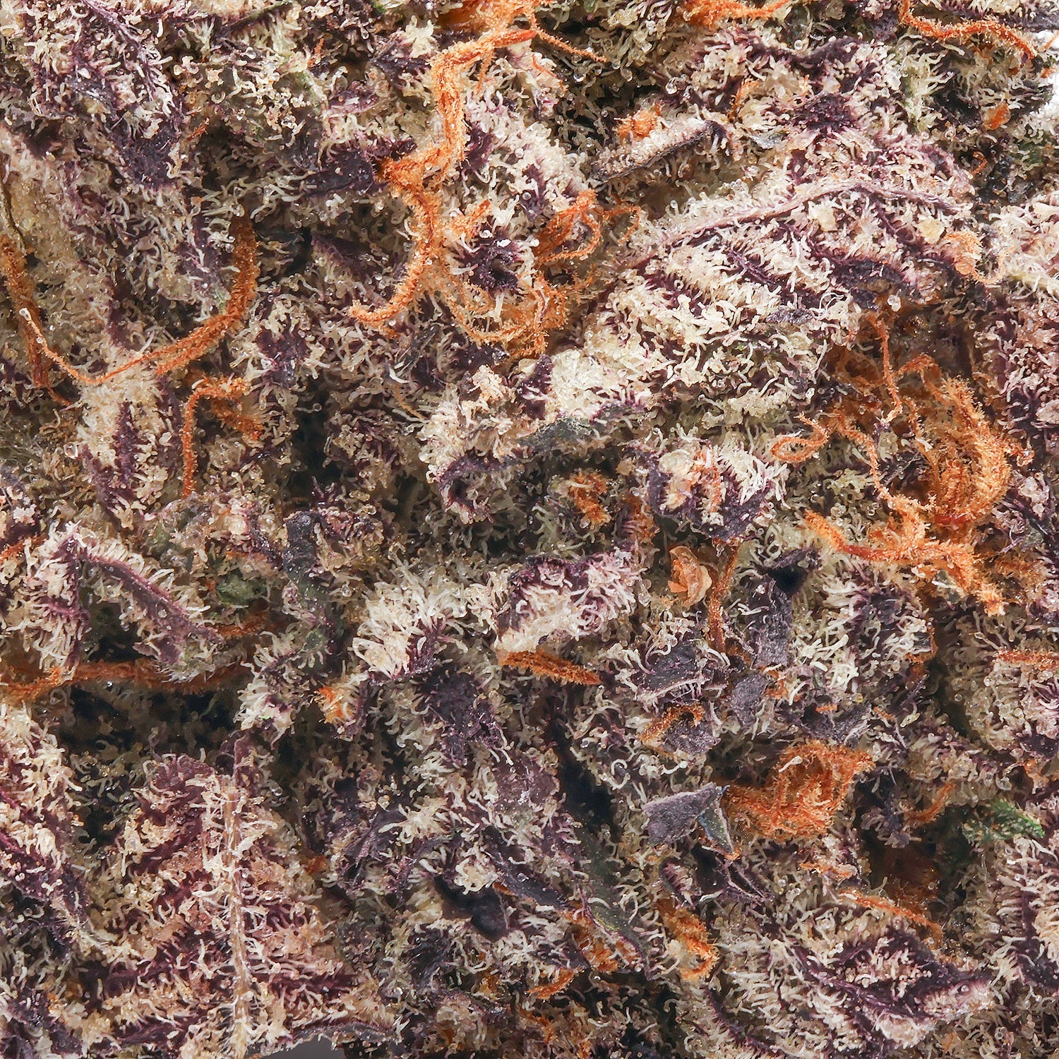 LuckyFarms-White-Truffle-05