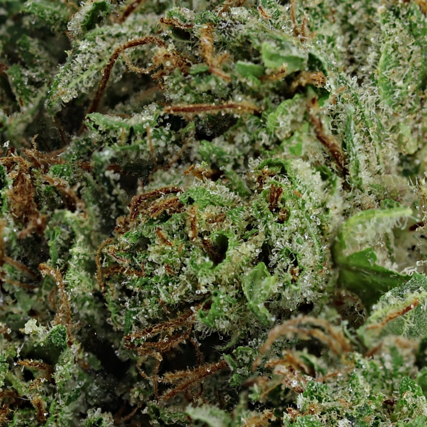 SuperDank-TomFordPinkKush-05