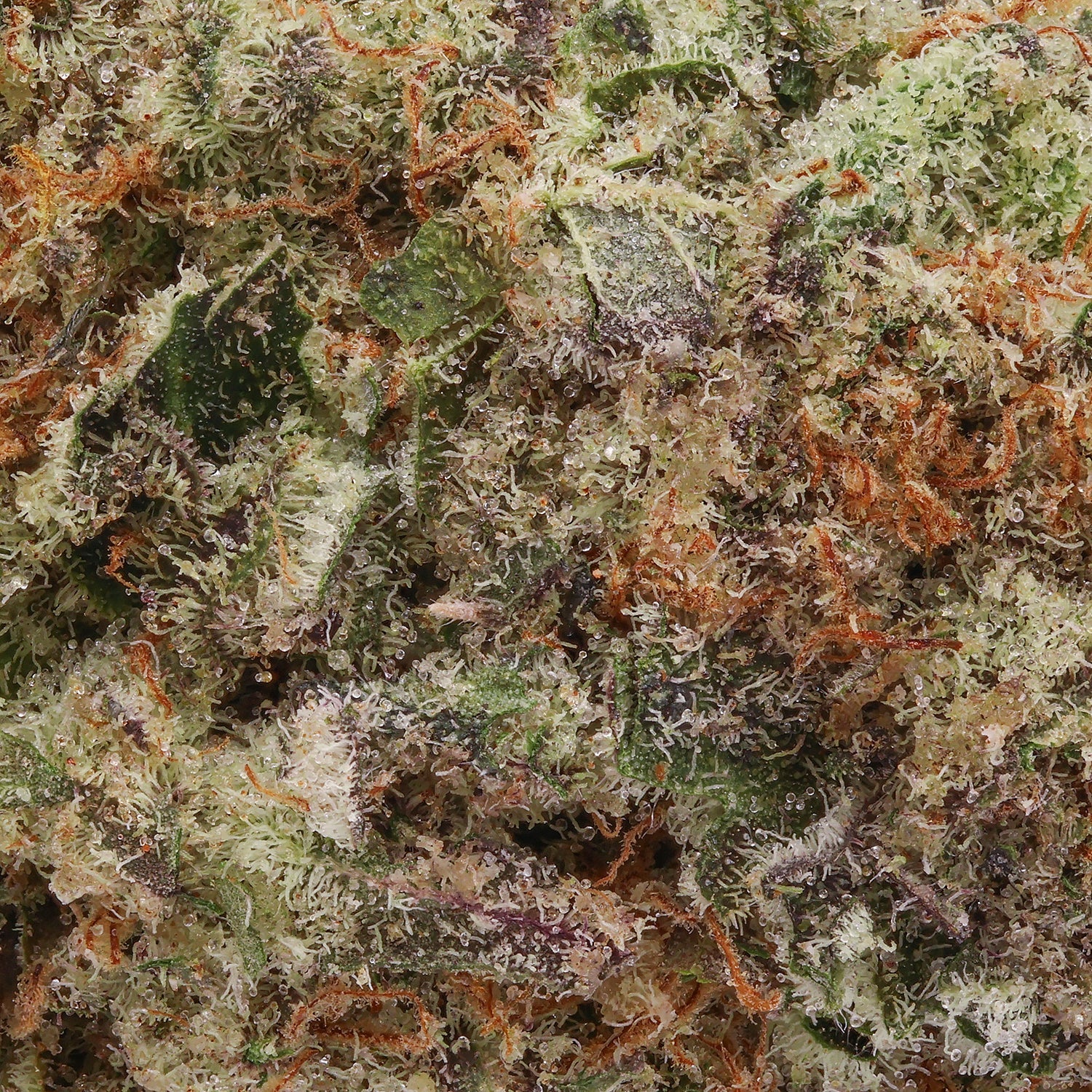 Cream-of-the-Crop-Strawberry-Milk-05