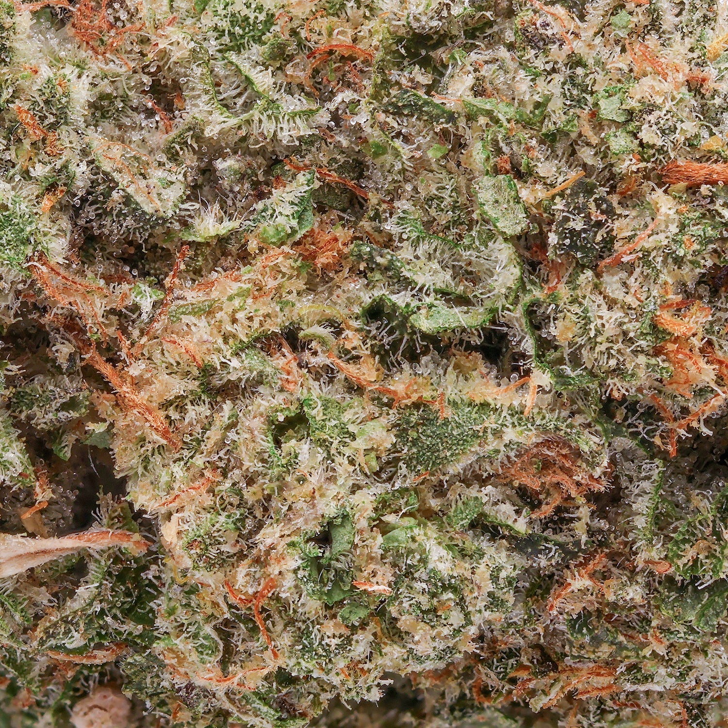 Superdank-Cannoli-05