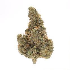 Close-up of a single Albatross Cranebow cannabis bud