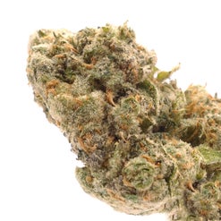Close-up of a dense, trichome-covered Last Light Gouda cannabis flower bud