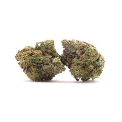 Two small Toast Lindsay OG cannabis buds