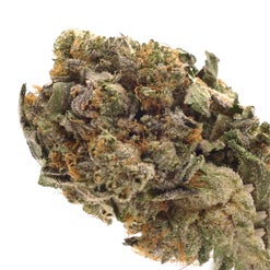 Dense, dark Toast Lindsay OG cannabis bud with heavy trichome frost