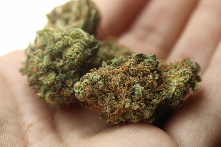 indica and sativa strain
