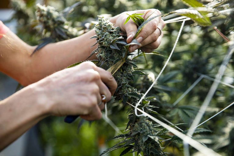 Cannabis Cultivation