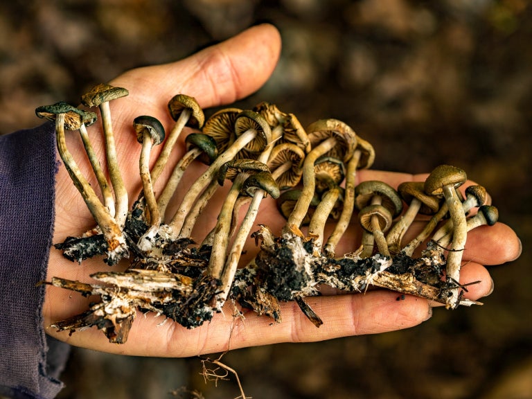 Magic Mushrooms