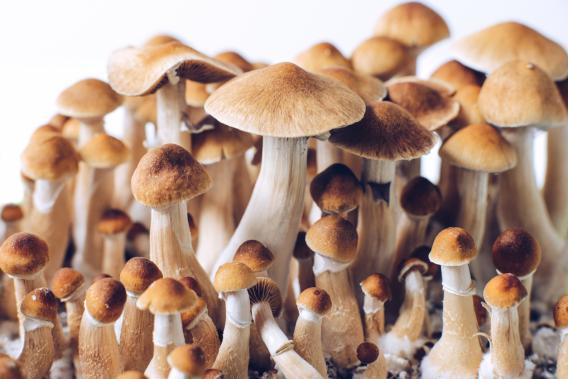Magic Mushrooms and Environmental Conservation