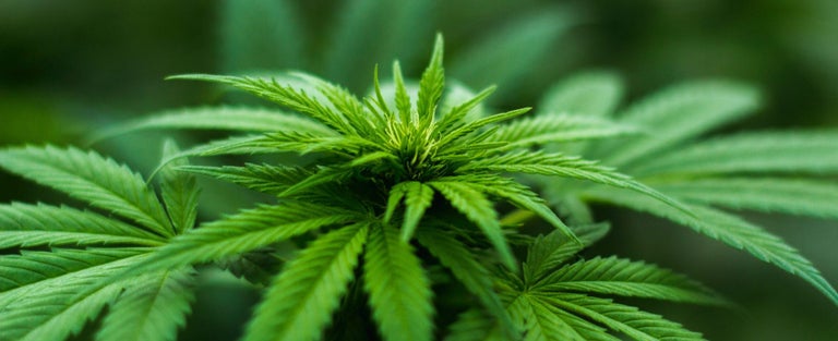 Cannabis and Technology