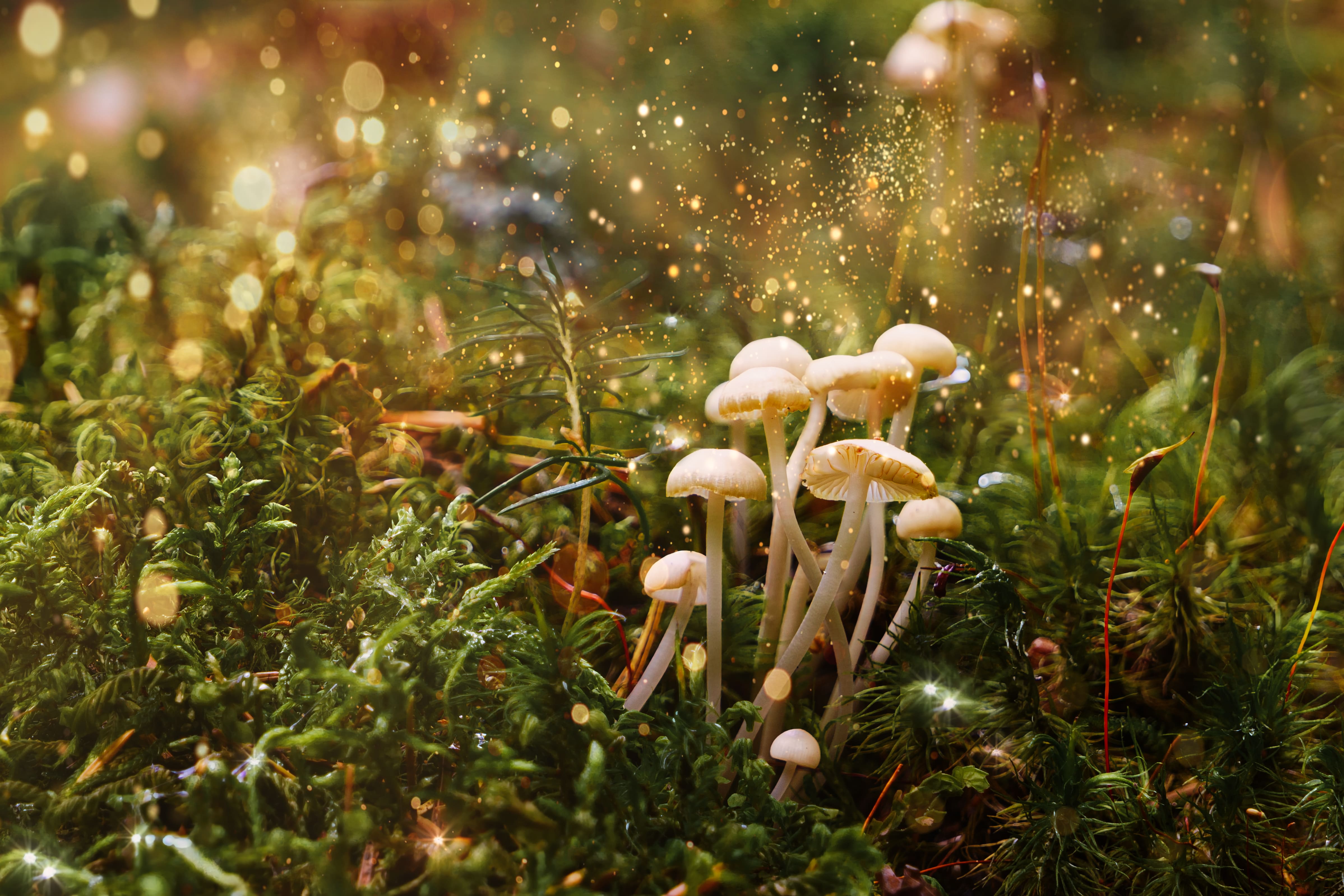 fantasy magic mushroom