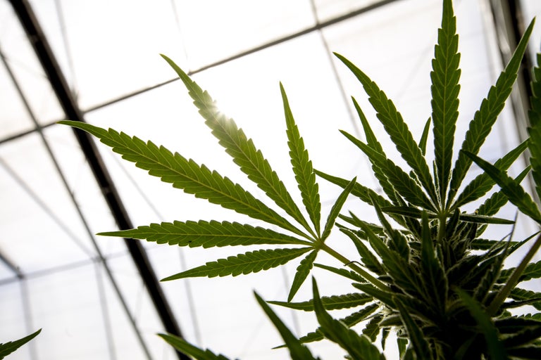 Cannabis and Social Justice