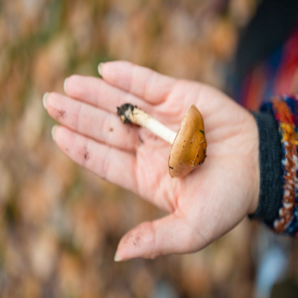 mushroom on a hand