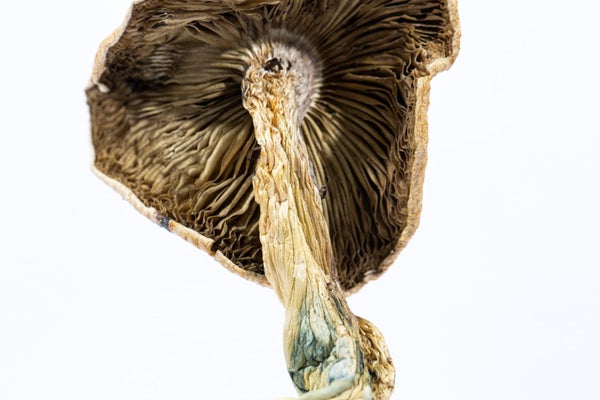 amazonian mushroom strain