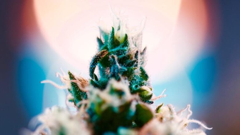 THC Shatter Cannabis