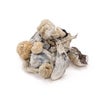 Golden Teacher -Dried Magic Mushrooms