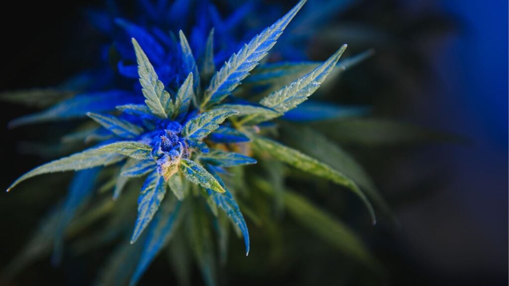 Is Weed a Stimulant or Depressant