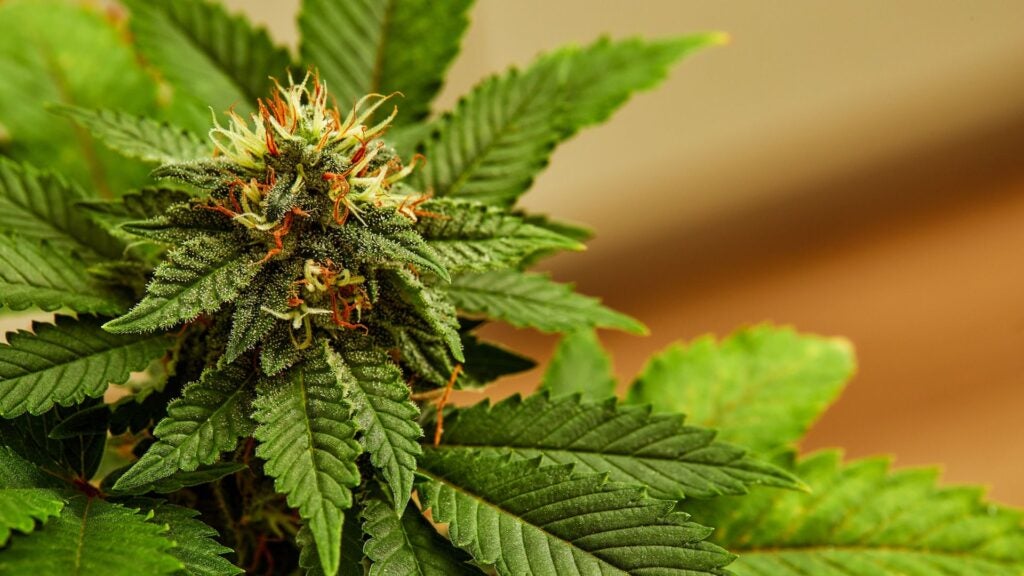 Is Weed a Stimulant or Depressant