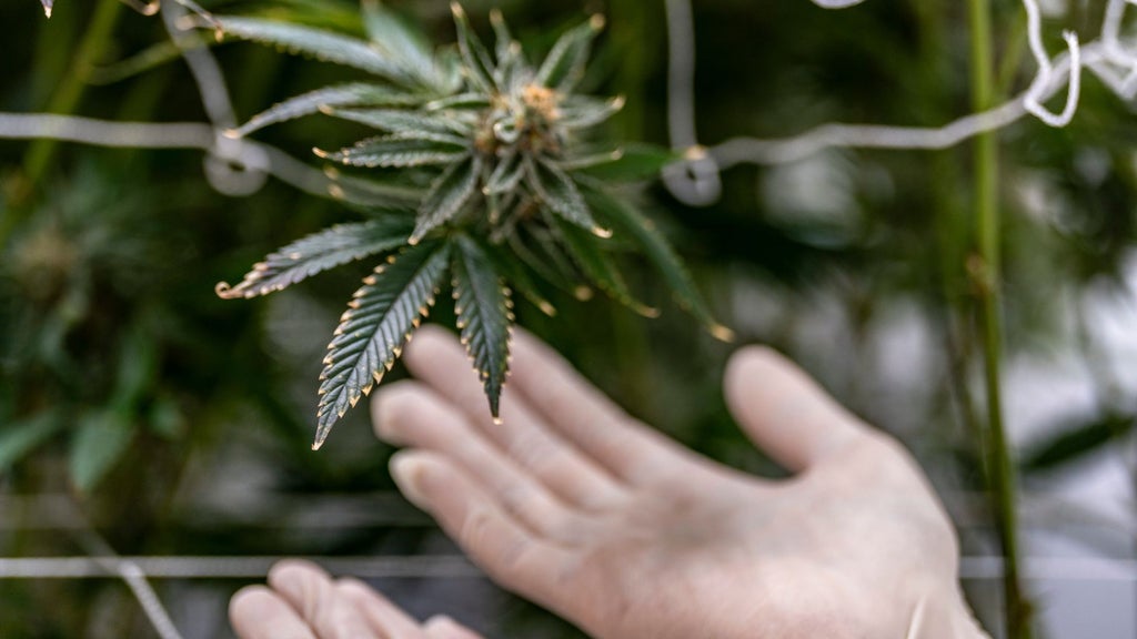 Is Weed a Stimulant or Depressant