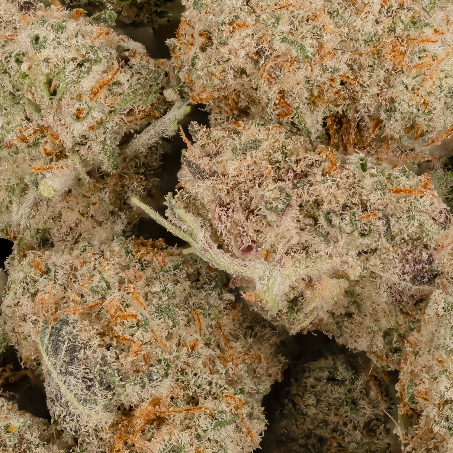 TangerineDreamSmalls-LuckyFarms-03