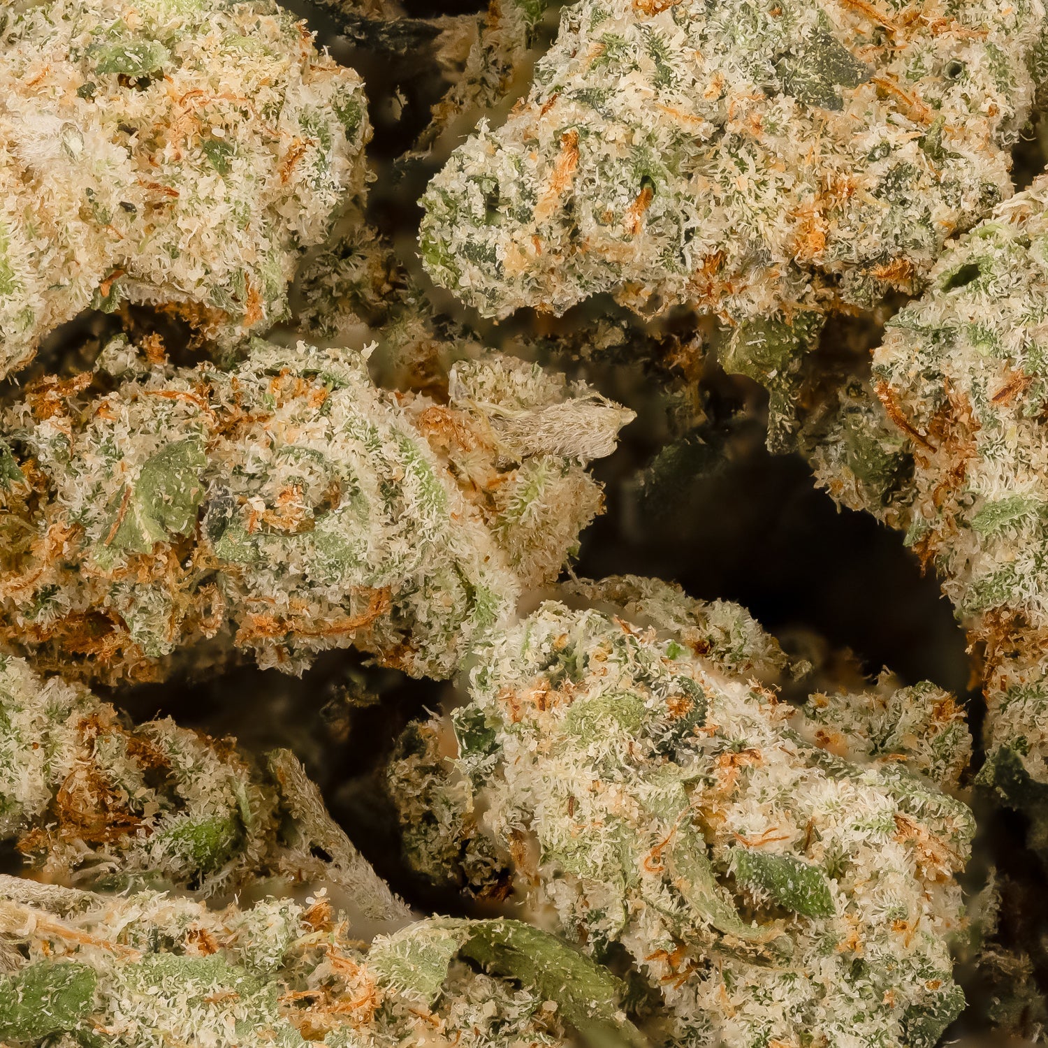 ThinMint-JungleRidge-03