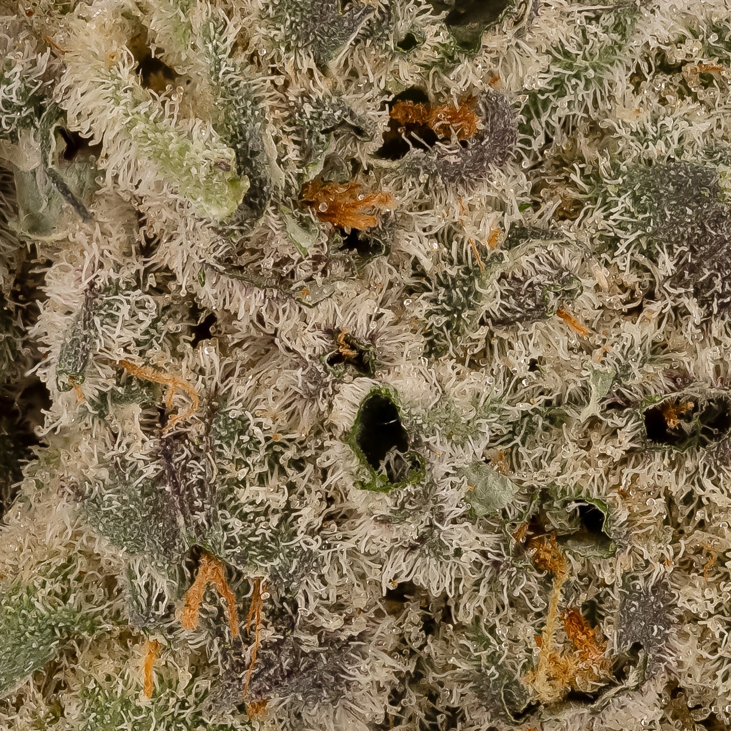 AnimalTsunamiHybrid-06