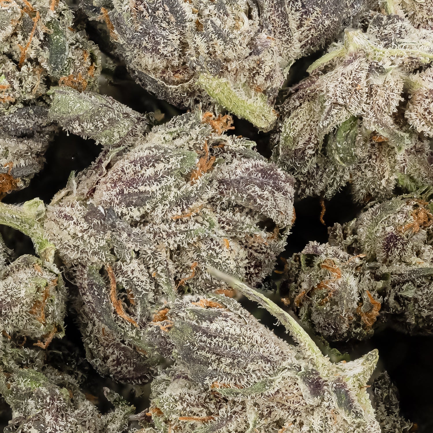 MasterKushSmalls-LuckyFarms-03