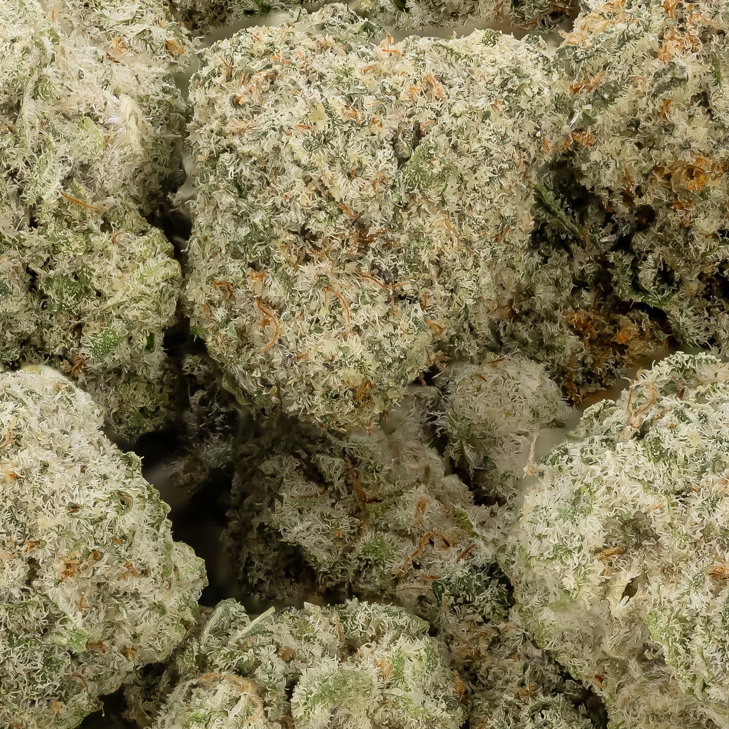SuperSilverHazeSmalls-LuckyFarms-03