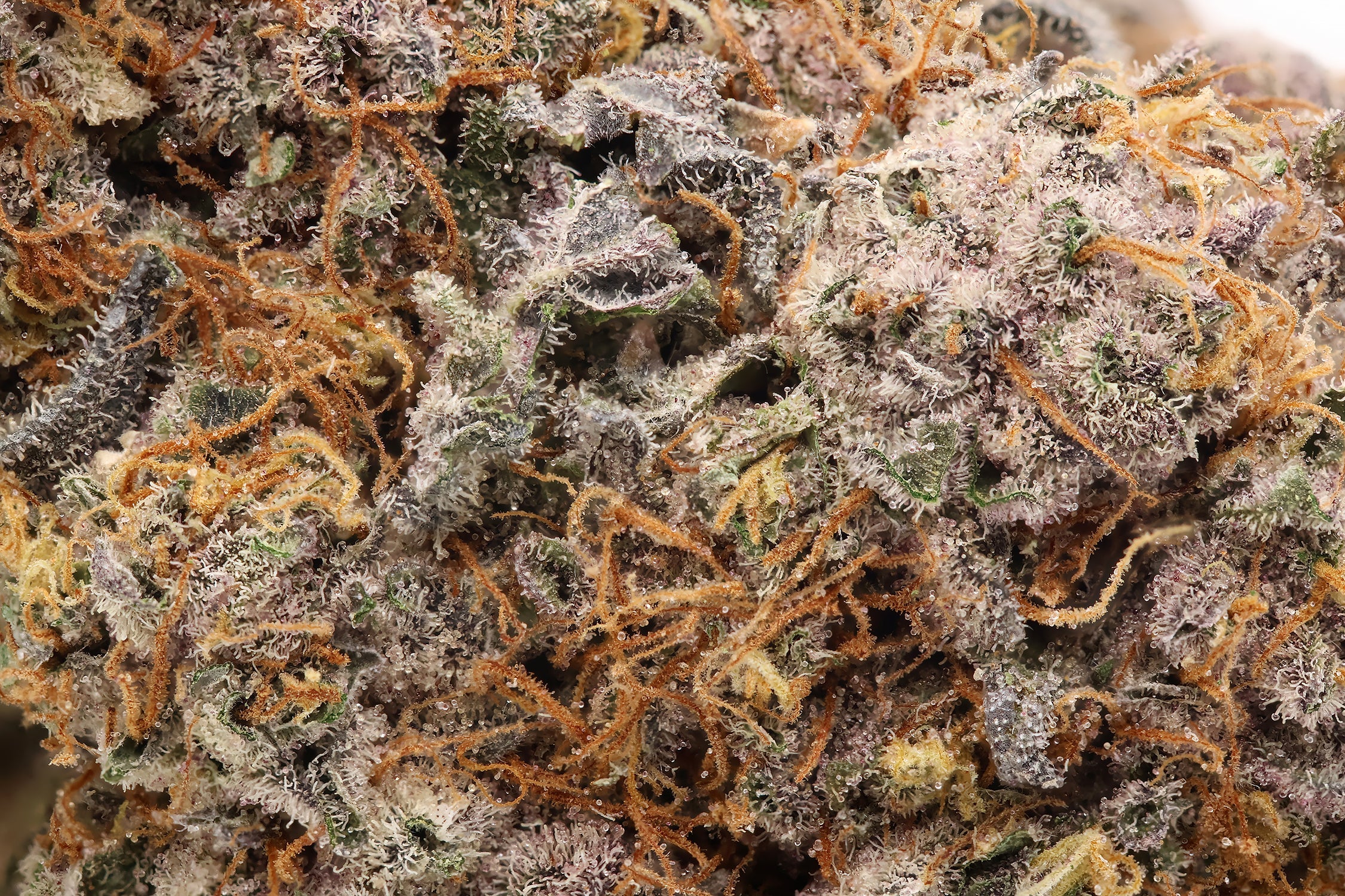 JungleRidge-Guava-05