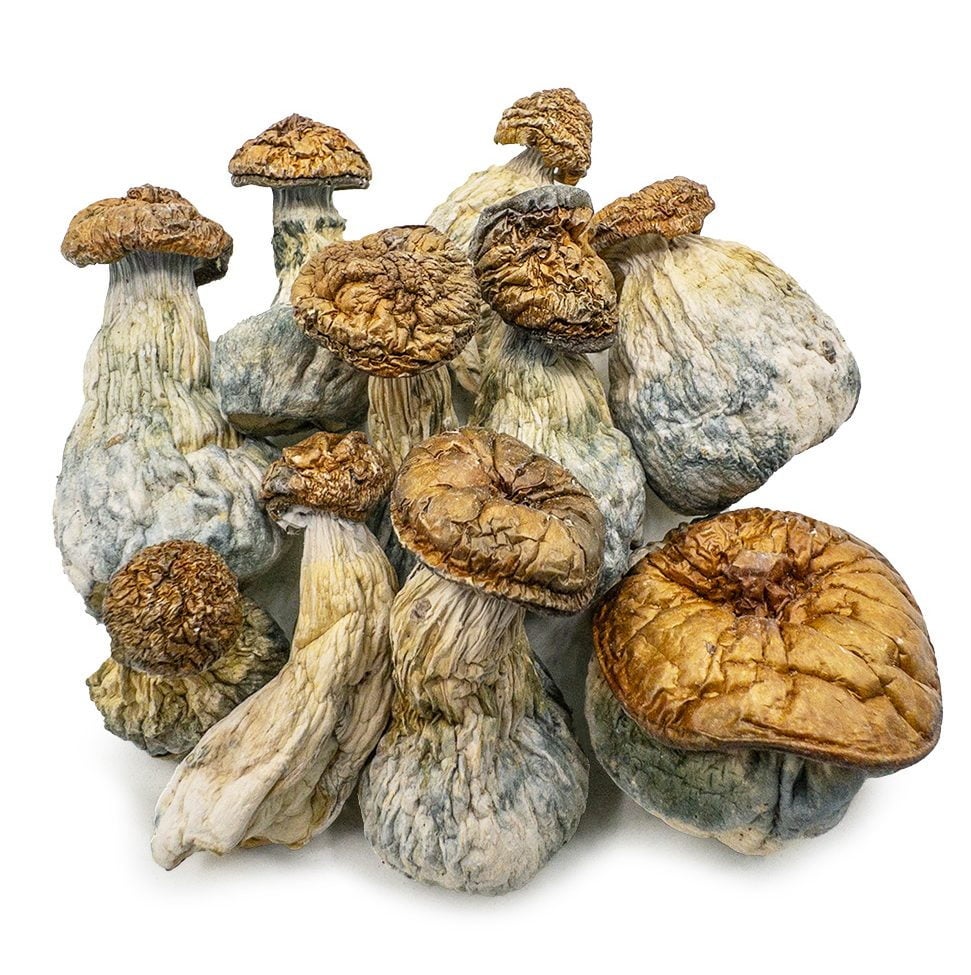 AAAA Golden Member Mushroom