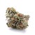 Gorilla Dawg