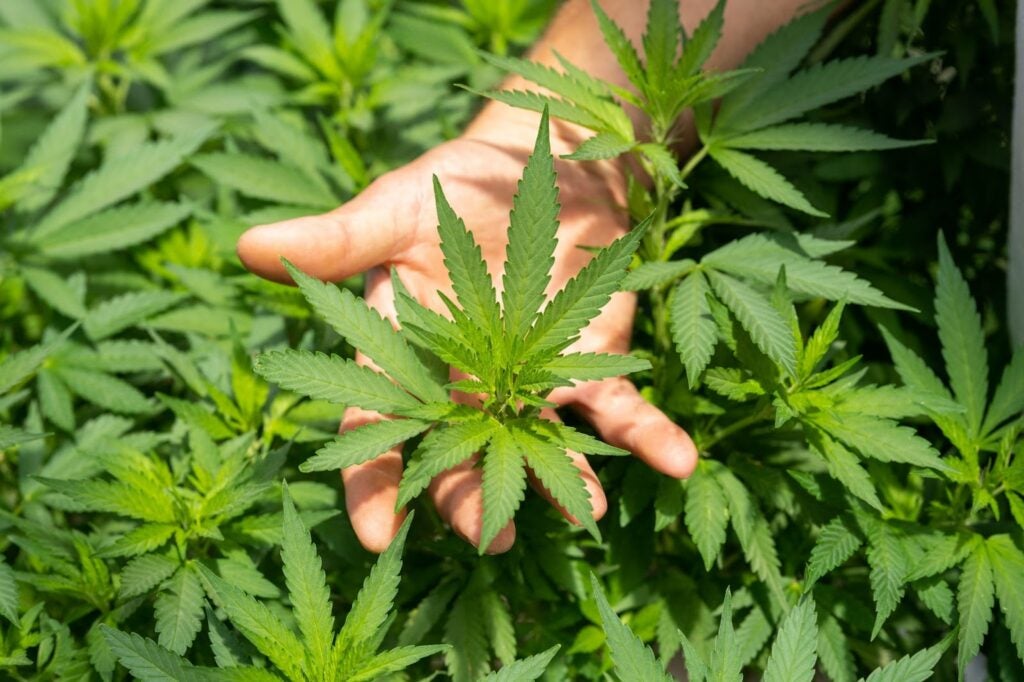 Guy holding a cannabis plant in his hand.