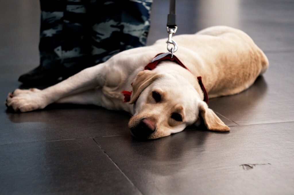 Cute security dog taking a break from catching people with weed.