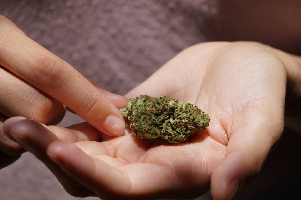 Checking for mold in a weed nug. One hand is holding the bud and the other hand is picking it up.