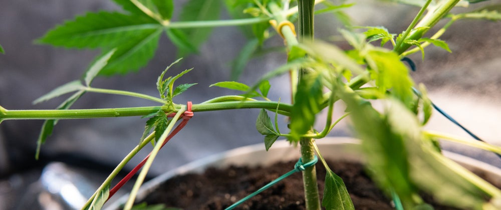 high stress training being done on a cannabis plant