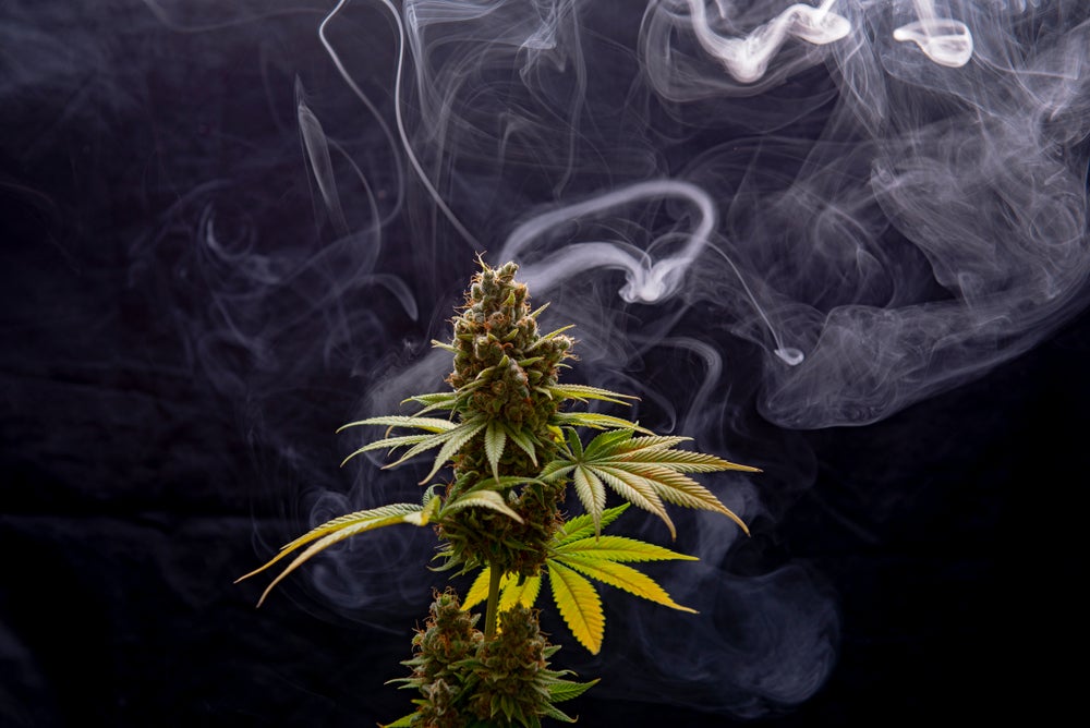 Smoke surrounding cannabis plant