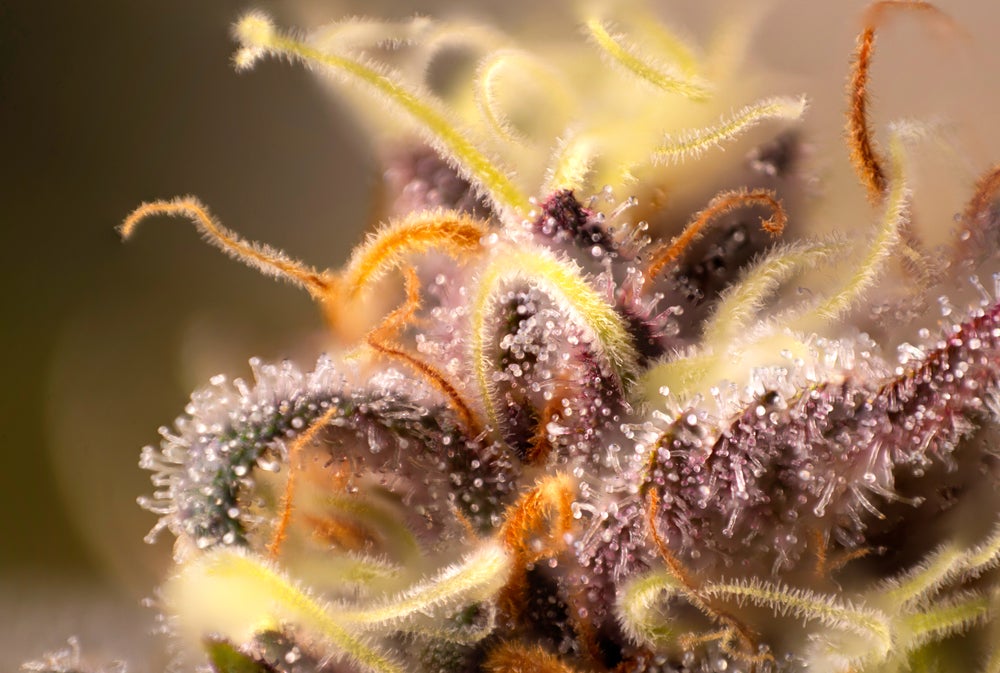 Cannabis trichomes are the location where terpenes are formed