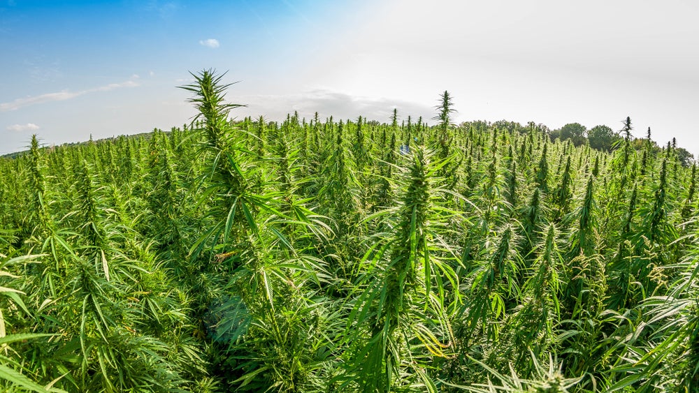 Field of growing sativa cannabis plants